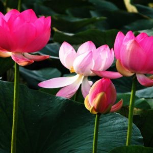 download Lotus Flower HD Wallpapers – HD Wallpapers Inn