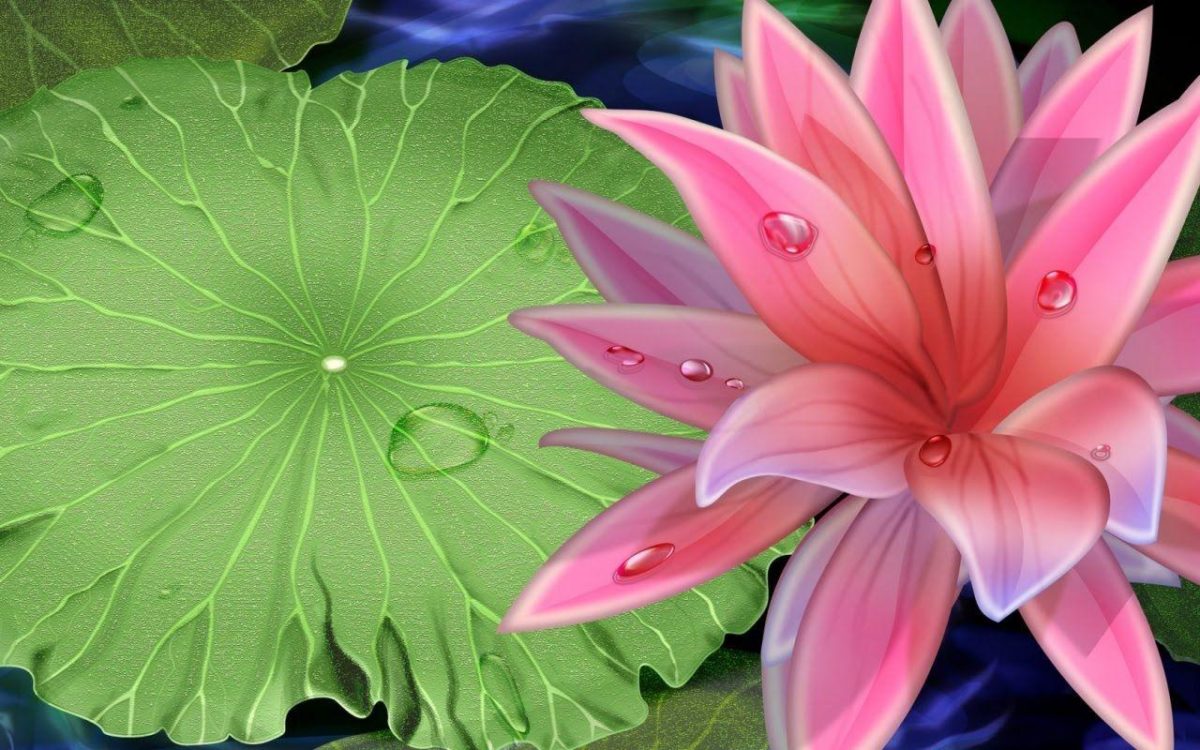 Pink Beauty Lotus Flower Desktop Wallpaper Download Free – Free …