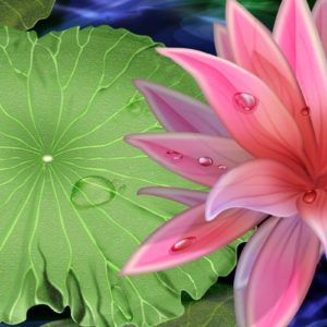 download Pink Beauty Lotus Flower Desktop Wallpaper Download Free – Free …