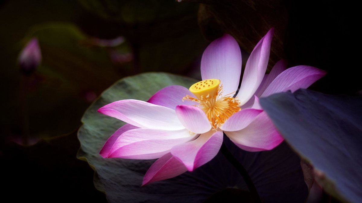 You Can Download The Lotus Flower Wallpaper (1920 X 1080 Px) Here …