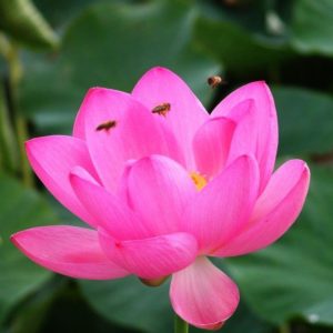 download Lotus Flowers Flower Nice Wallpapers, HQ Backgrounds | HD …