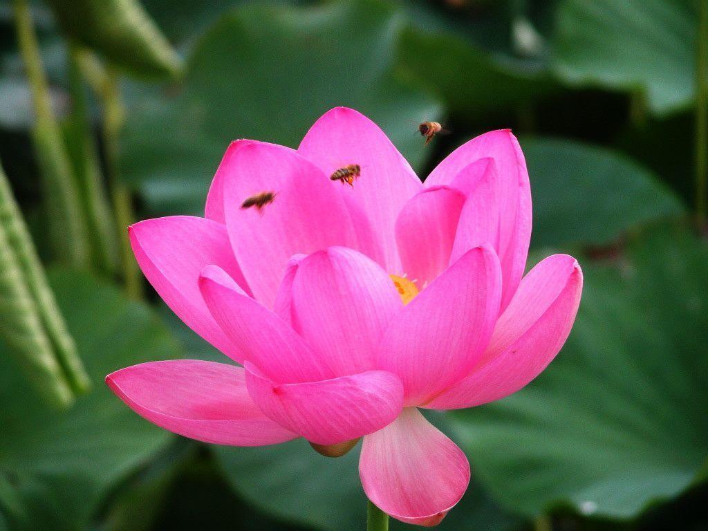 Lotus Flowers Flower Nice Wallpapers, HQ Backgrounds | HD …