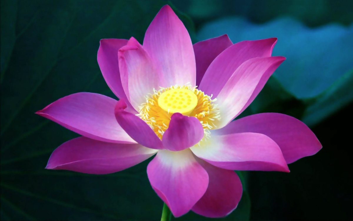 Lotus Flowers Wallpapers – Full HD wallpaper search