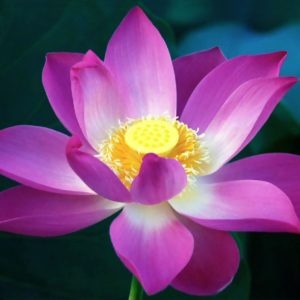 download Lotus Flowers Wallpapers – Full HD wallpaper search