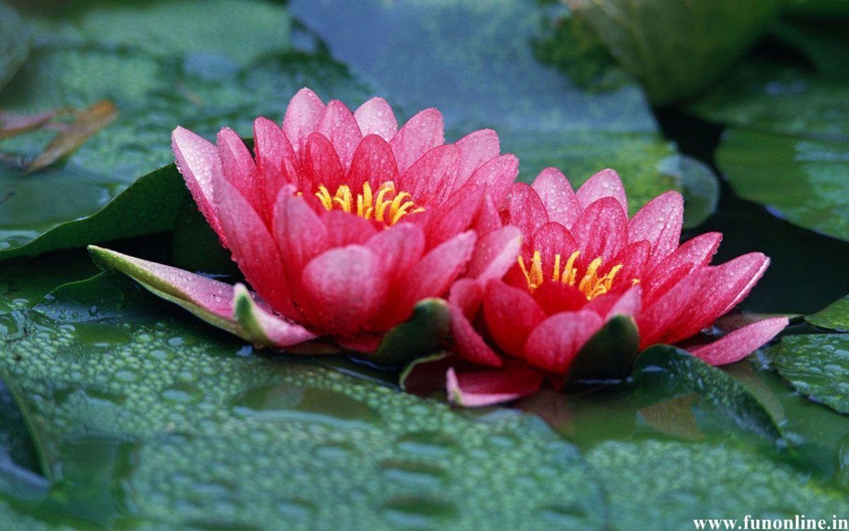 Charming Pink Lotus Flowers: Lotus Flower Wallpapers – Photolabels.co