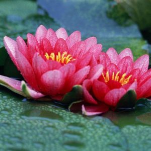 download Charming Pink Lotus Flowers: Lotus Flower Wallpapers – Photolabels.co