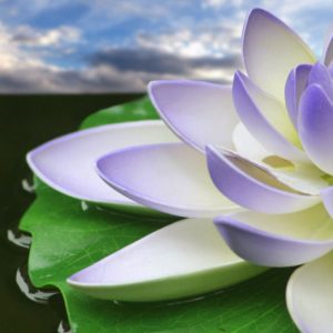 download Download Purple Lotus Flower Wallpapers