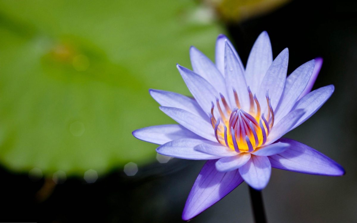 Amazing Purple Lotus Flower Desktop Backgrounds Download Free …