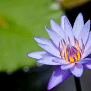 download Amazing Purple Lotus Flower Desktop Backgrounds Download Free …