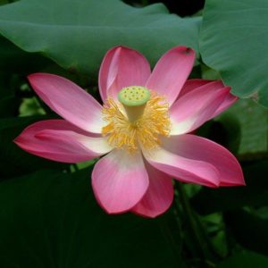 download Lotus Flowers Wallpapers 5673 HD Wallpapers | topwallpics.