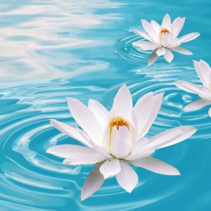 download Lotus Flowers Hd Wallpapers | Wallpapers Top 10