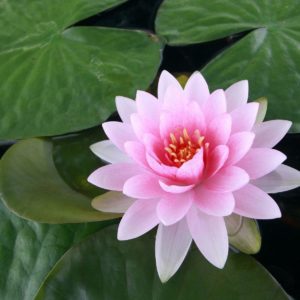download Lotus Flower Wallpaper hd