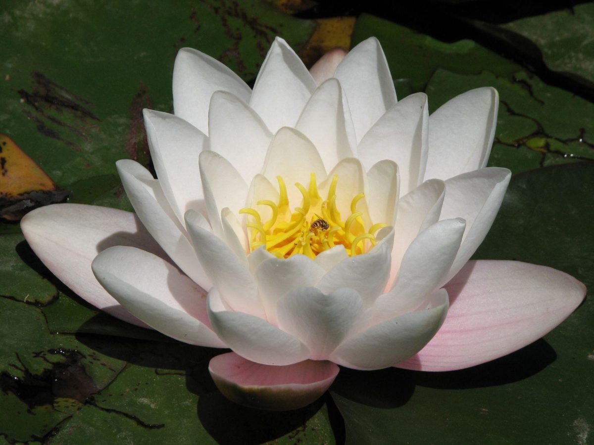 Beautiful White Lotus Flower Wallpaper Desktop Free Download …