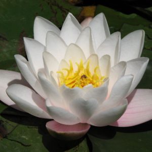 download Beautiful White Lotus Flower Wallpaper Desktop Free Download …