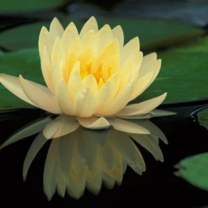 download Lotus Flower Wallpaper – Dhoomwallpaper.com | Latest HD Wallpaper …