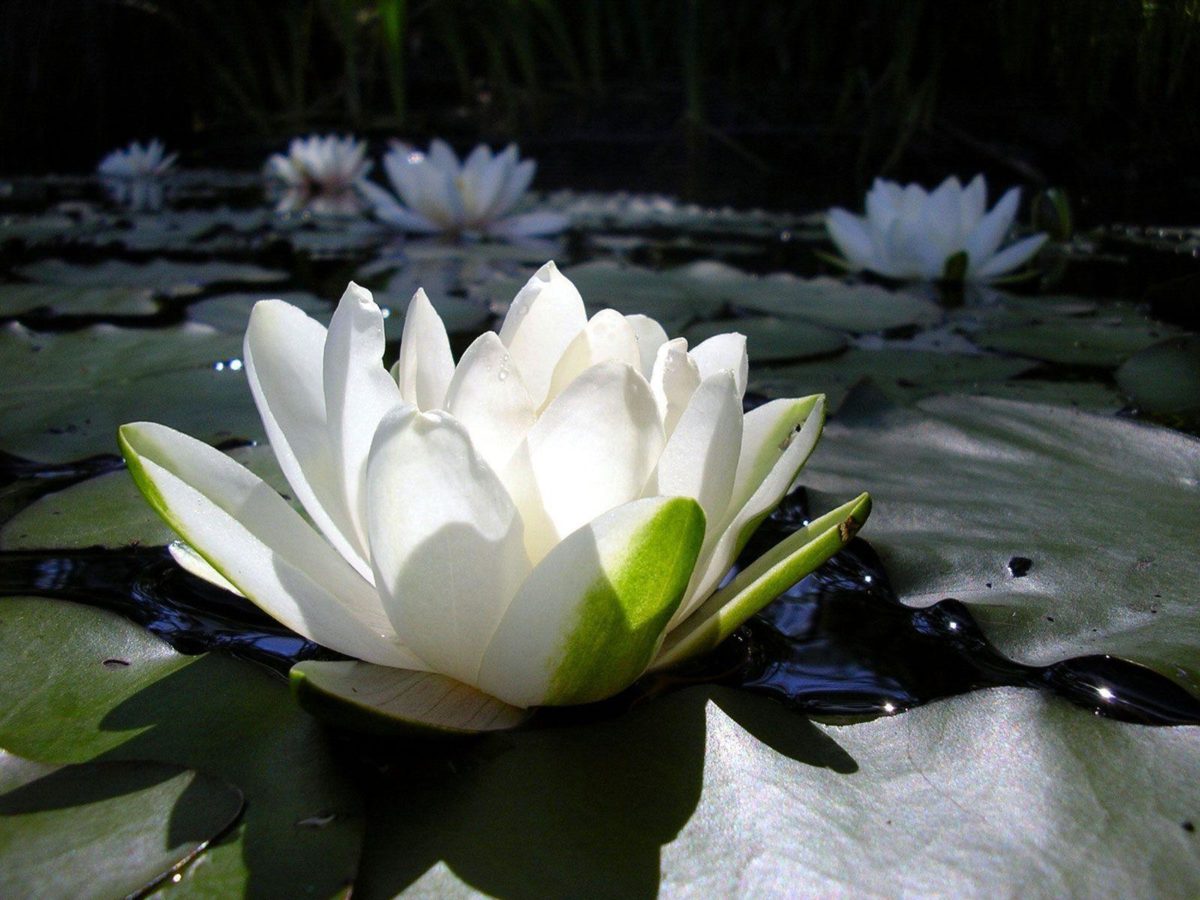 Beautiful White Lotus Flower HD Wallpapers