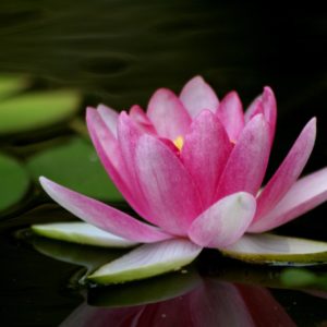 download Lotus Flower Pictures Wallpaper | ForestHDWallpaper.
