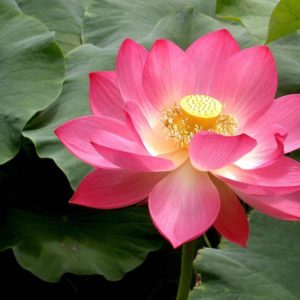 download Lotus Flower Pictures Wallpaper | ForestHDWallpaper.