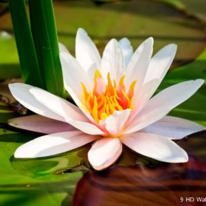 download Lotus Flower HD Wallpapers, Flowers Images And Photos – Full HD …
