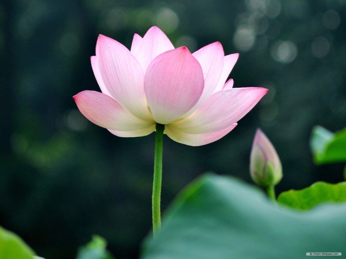 Lotus wallpaper – Lotus flower – Lotus flower wallpaper – Free …