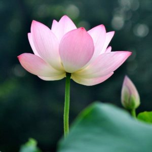 download Lotus wallpaper – Lotus flower – Lotus flower wallpaper – Free …