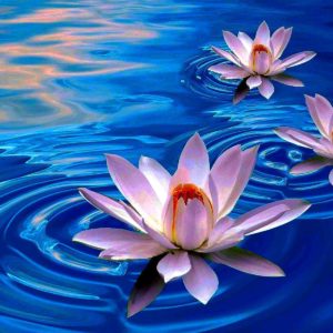 download Lotus Flowers Hd Wallpapers | Wallpapers Top 10