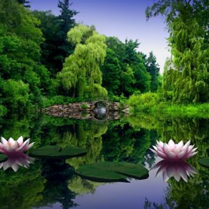 download Lotus Flower Wallpaper Background