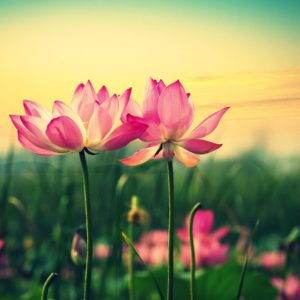 download Lotus Flower wallpaper – 1105280
