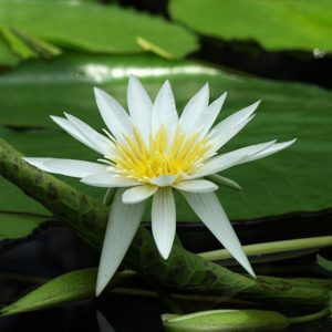 download Flowers For > White Lotus Flower Wallpaper