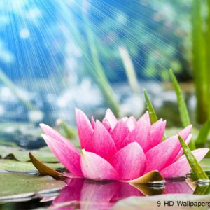 download Lotus Flower HD Wallpapers, Flowers Images And Photos – Full HD …