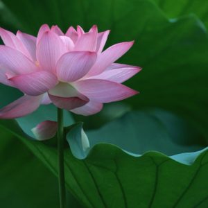 download Lotus Flower Pink Desktop Wallpapers for Free – Free Download …