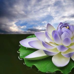 download Lotus 31033 – Flower Wallpapers – Flowers