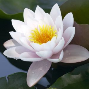 download Lotus Flower Desktop Wallpapers