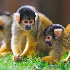 download 168 Monkey Wallpapers | Monkey Backgrounds Page 2