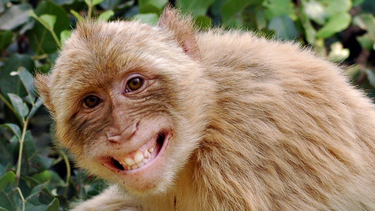 Funny-Monkey-Wallpaper-4 – Just Another Entertainment Source :