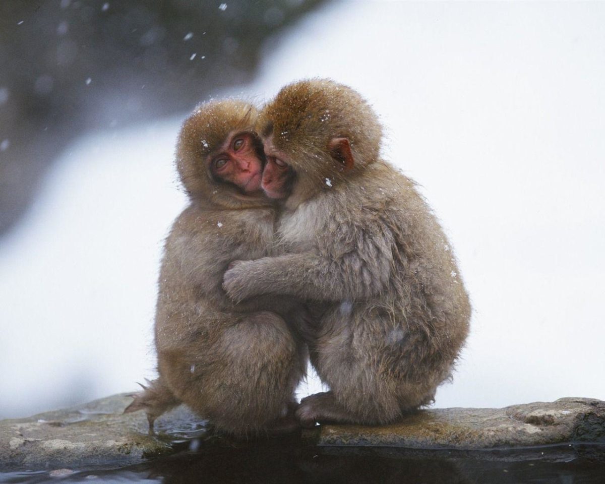 Snow hugged the monkey wallpaper – 1280×1024 wallpaper download –