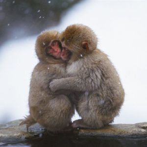 download Snow hugged the monkey wallpaper – 1280×1024 wallpaper download –