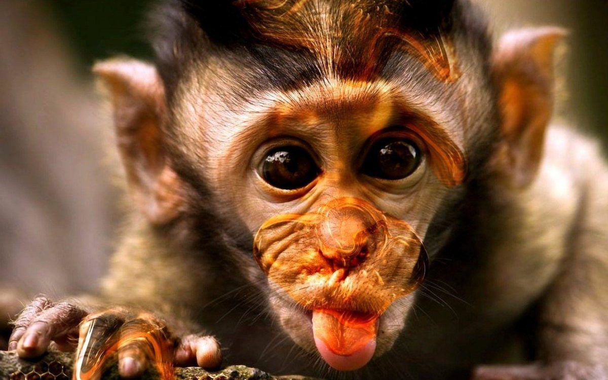Funny Monkey Wallpaper | Funny Monkey Pictures | Cool Wallpapers