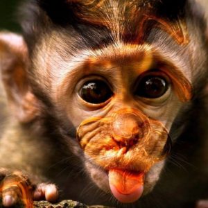 download Funny Monkey Wallpaper | Funny Monkey Pictures | Cool Wallpapers