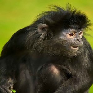 download Spider Monkey Wallpaper | Spider Monkey Pictures | Cool Wallpapers