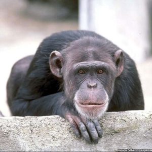 download monkey wallpaper – Animal Backgrounds