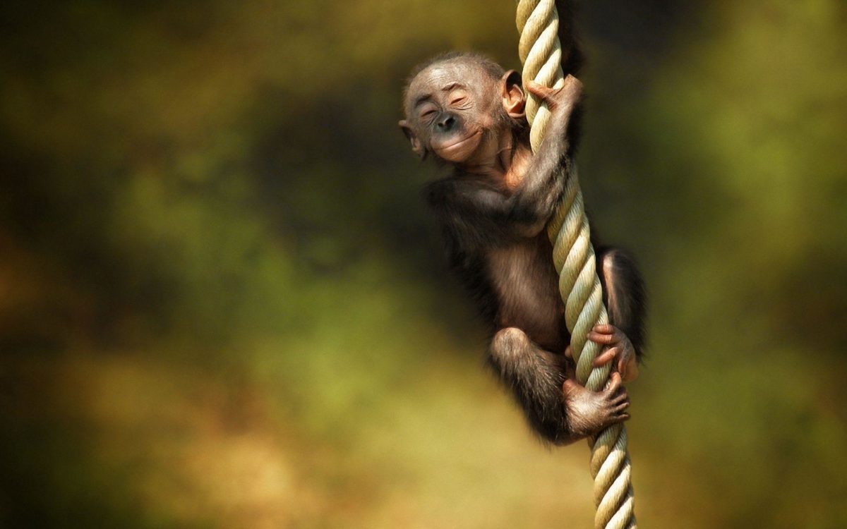 Monkey Desktop Wallpaper | Monkey Pictures | New Wallpapers