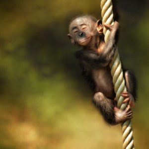 download Monkey Desktop Wallpaper | Monkey Pictures | New Wallpapers
