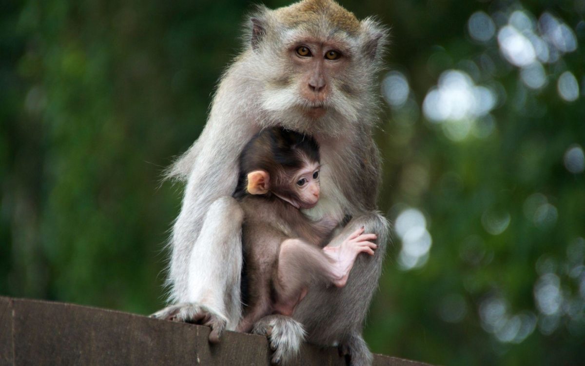 Monkey Monkey (id: 184559) | WallPho.