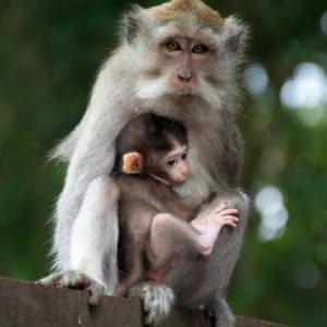 download Monkey Monkey (id: 184559) | WallPho.