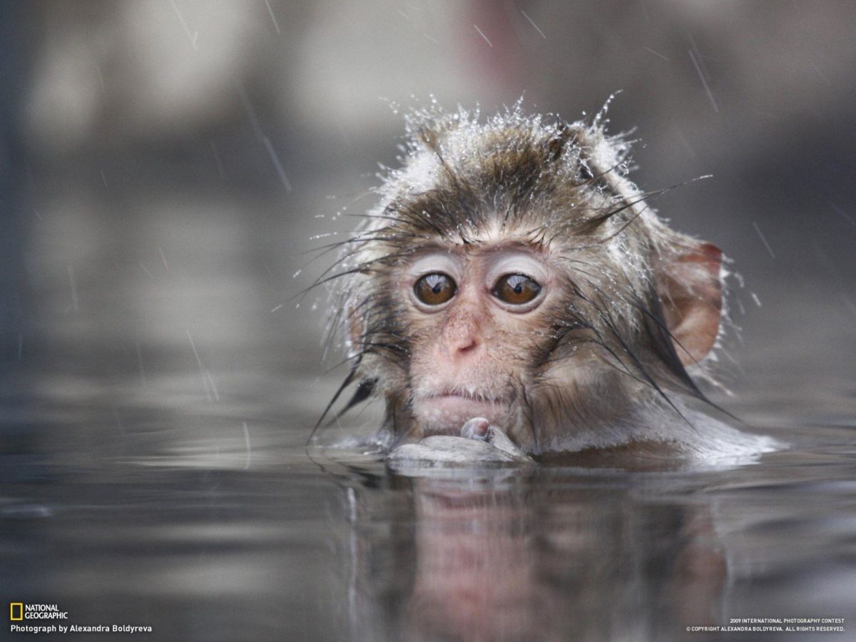 Animals For > Cute Baby Monkey Wallpaper