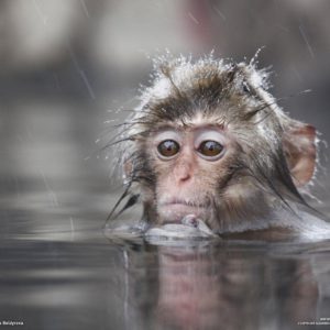 download Animals For > Cute Baby Monkey Wallpaper