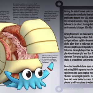 download Omanyte Anatomy- Pokedex Entry by Christopher-Stoll on DeviantArt