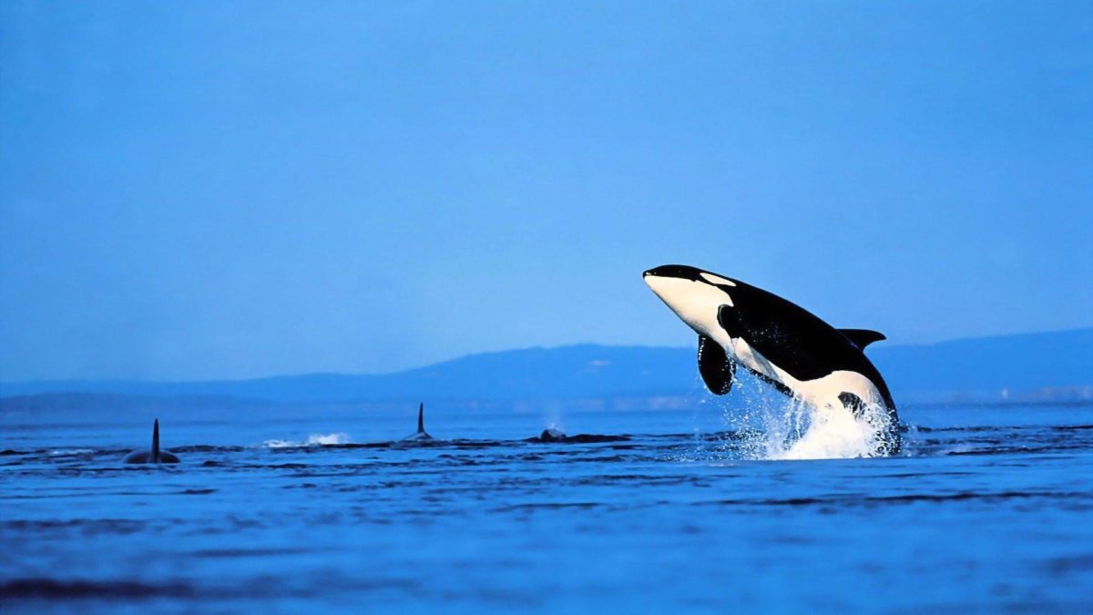 8 Orca Wallpapers | Orca Backgrounds