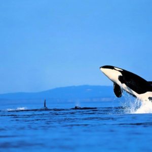 download 8 Orca Wallpapers | Orca Backgrounds